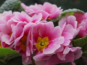 Flowers, primrose, Pink, primrose