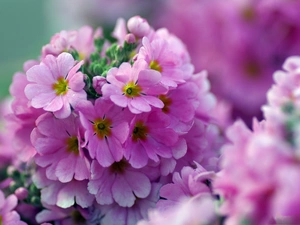 primrose, Pink, Flowers