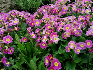 primrose, Purple, Flowers