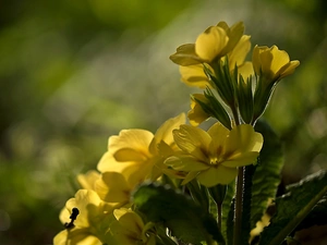 primrose, Yellow, Flowers