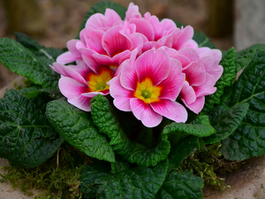 Green Leaves, Pink, primrose