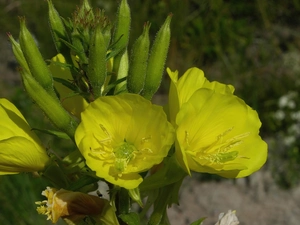 primrose missouryjski