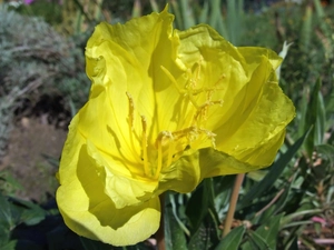 primrose missouryjski