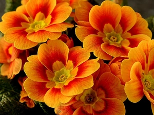 Orange, primrose