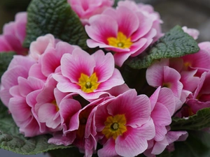 Pink, primrose, primrose, Flowers