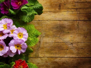 primrose, Flowers, primrose