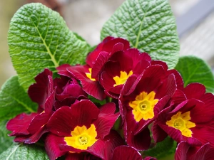 primrose, Flowers, primrose