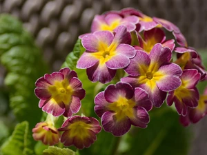 Flowers, primrose, primrose, Pink-Yellow