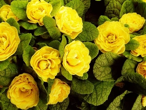 Primrose, Yellow, primroses