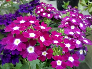Flowers, Primrose, White, purple, Purple