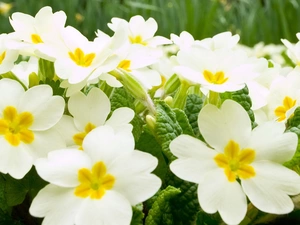White, primrose