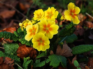 Leaf, Yellow Honda, primrose