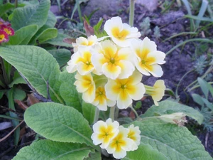 yellowish, primrose