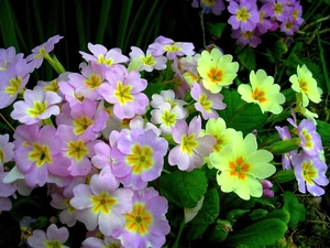 color, primroses