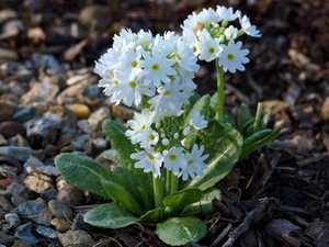 primroses, White, Flowers