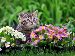 primroses, Gray, kitten