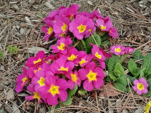 Spring, pink, Primroses, clump