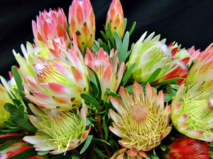 Protea