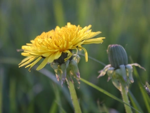 puffball, medical, Colourfull Flowers, bud, Yellow