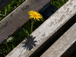 puffball, common, Wooden, Bench, Old