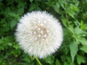 puffball, White, green, Leaf, common, Colourfull Flowers