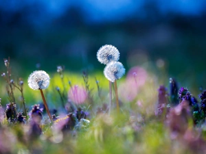 Meadow, grass, puffball, Flowers