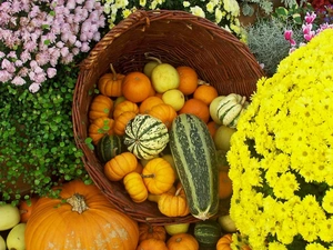 Autumn, Chrysanthemums, pumpkin, Flowers