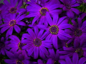 African Daisies, Flowers, purple