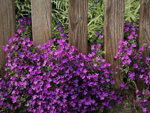 Aubrieta, Flowers, Fance, purple