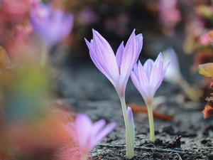 Light Purple, Autumn, crocuses, colchicums