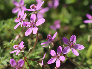 rapprochement, blurry background, purple, Flowers, Geranium Pratense