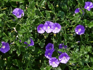 bindweed, Flowers, Leaf, purple
