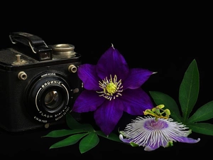 Flowers, Brownie, Black, purple, Camera, Clematis, background