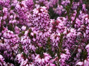Briar, Flowers, plant, purple