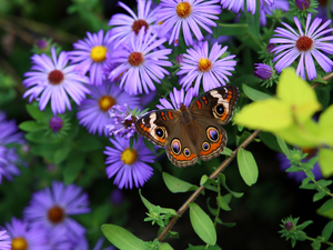 butterfly, Flowers, Astra, purple