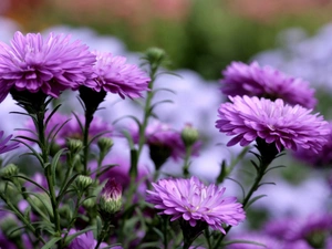 purple, Chrysanthemums, change