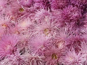 Chrysanthemums, purple