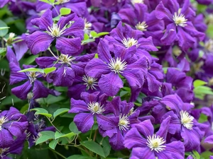 purple, Clematis