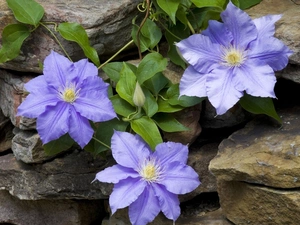 climber, Flowers, rocks, purple