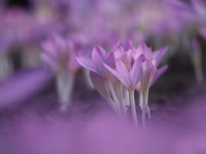 colchicums, Flowers, rapprochement, purple