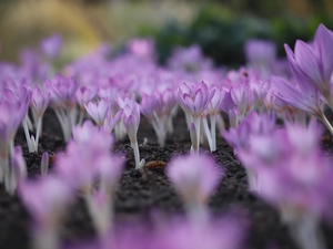 colchicums, Flowers, Tufts, purple