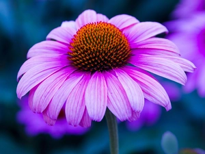 Purple Coneflower