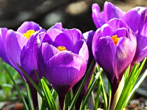 crocuses, purple