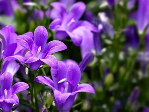 Dalmatian bellflower, Flowers, purple