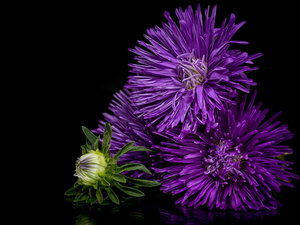 Flowers, purple, Dark Background, Astra