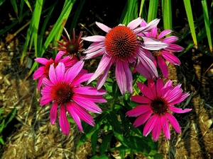 echinacea, summer, Leaf, Purple