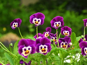 purple, pansies, faces