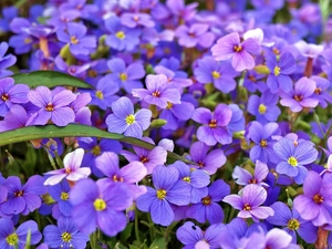purple, Flowers