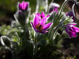 rapprochement, blurry background, purple, pasque, Flowers