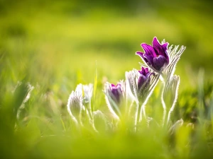 Flowers, pasque, Buds, purple